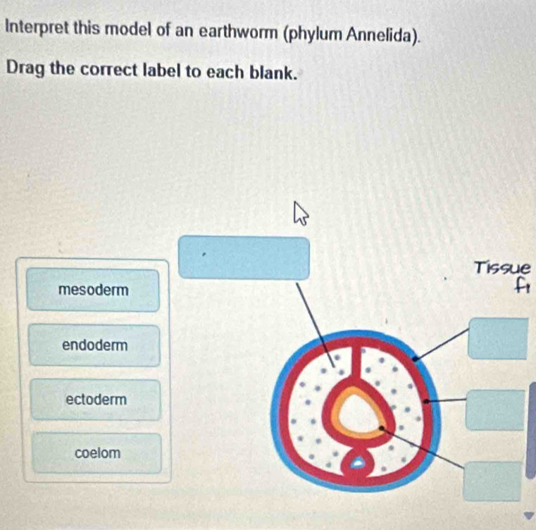 Interpret this model of an earthworm (phylum Annelida).
Drag the correct label to each blank.
Tissue
mesoderm
a
endoderm
ectoderm
coelom