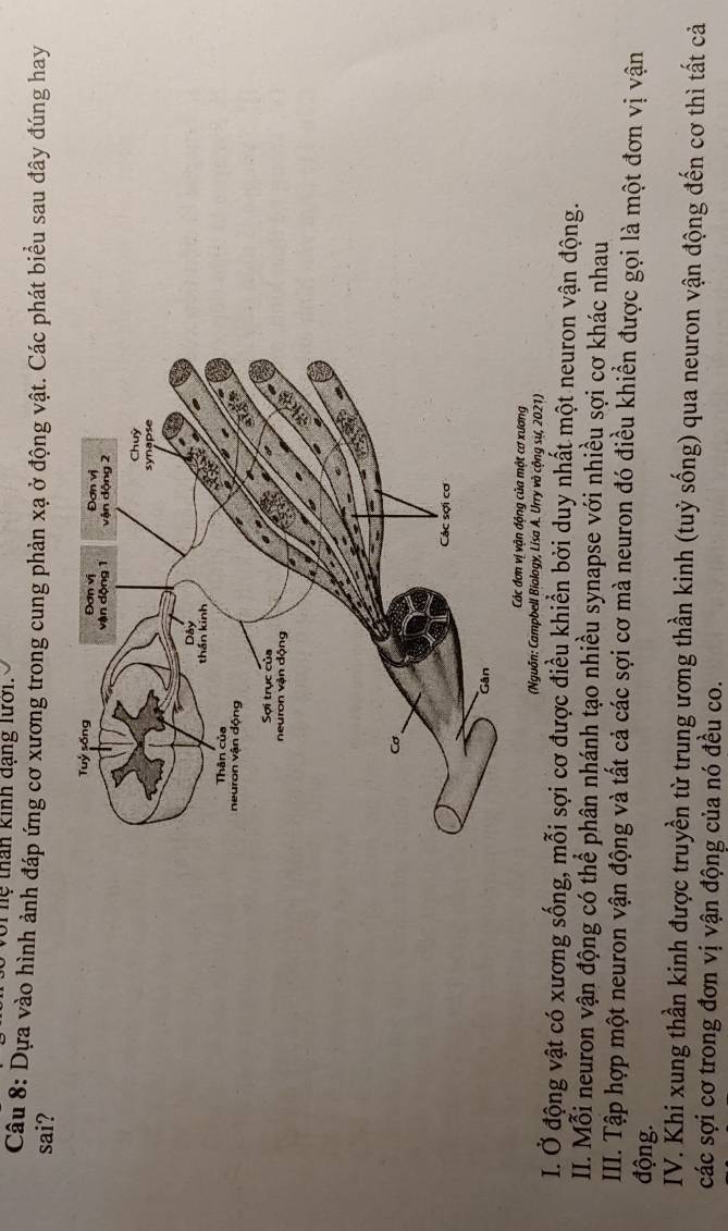 voi nệ than kinh đạng lưới. 
Câu 8: Dựa vào hình ảnh đáp ứng cơ xương trong cung phản xạ ở động vật. Các phát biểu sau đây đúng hay 
sai? 
Các đơn vị vận động của một cơ xương 
(Nguồn: Campbell Biology, Lisa A. Urry và cộng sự, 2021) 
I. Ở động vật có xương sống, mỗi sợi cơ được điều khiền bởi duy nhất một neuron vận động. 
II. Mỗi neuron vận động có thể phân nhánh tạo nhiều synapse với nhiều sợi cơ khác nhau 
III. Tập hợp một neuron vận động và tất cả các sợi cơ mà neuron đó điều khiền được gọi là một đơn vị vận 
động. 
IV. Khi xung thần kinh được truyền từ trung ương thần kinh (tuỷ sống) qua neuron vận động đến cơ thì tất cả 
các sợi cơ trong đơn vị vận động của nó đều co.