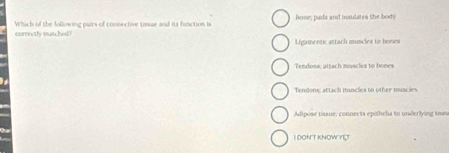 Bone, pada and insulates the body
Which of the following pairs of connective tissue and its function is
correctly matched?
Ligaments; attach muscies to bones
Tendons, attach muscles to bones
Tendons, attach muscies to other muscles
Adipose tissue, connects epithelia to underlying tissu
1 DON'T KNOW ΥET