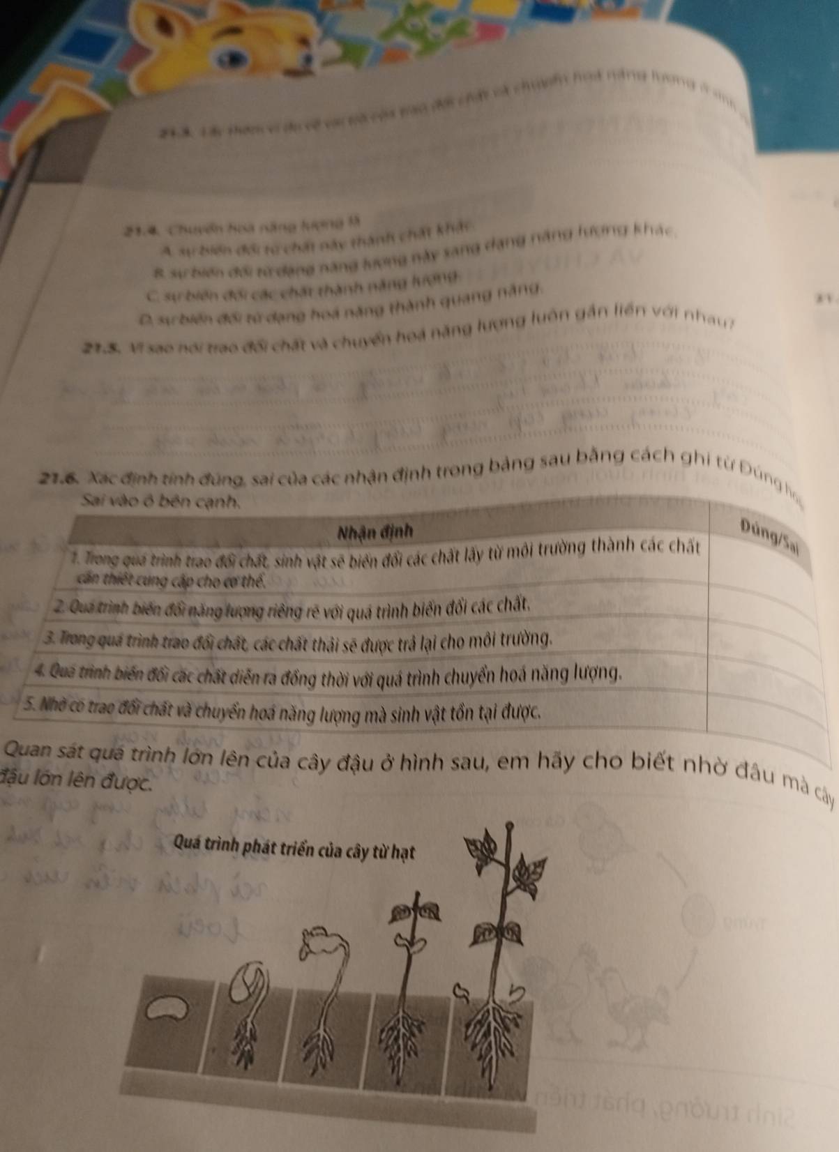 = = du về va tế của màa đái chất và chnm hoa nàng tr

21.4, Chuyển hoa năng lượng M
A. sự biến đổi từ chất này thành chất khát
B sự biển đổi từ dạng năng lượng này sang dạng năng lượng khác
C. sự biển đối các chất thành năng lượng
C. sự biển đối từ dạng hoá năng thành quang năng,
215. Vi sao nơi trao đổi chất và chuyển hoá năng lượng luôn gần liền với nhau 7
21.6, Xác định tính đúng, sai của các nhận định trong bảng sau bằng cách ghi từ Đún
Qh lớn lên của cây đậu ở hình sau, em hãy cho biết nhờ đầu mà cây
đậu lớn lên được.