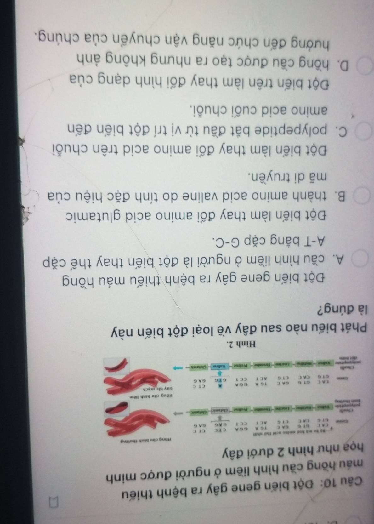 Đột biến gene gây ra bệnh thiếu
máu hồng cầu hình liềm ở người được minh
họạ như hình 2 dưới đây
Bộ ba mã hoá amino acid thứ nhất Hồng cầu bình thường
CA C 61 6 GA C T G A G G A C T C C r C
Gane 1 CA C CT G A C T CC T G A G GA G
Chuỗ B Ghstamic
ni thưong pscif g i og it Ar tes Valine - Hstidae - Teocioe =Threandon Proline Glotamic
Hồng cầu hình liêm
CA C 61 G GA C TG A G G A A CT C Gãy tác mạch
Gene GT G CA C C T G AC T CC T G T6 G A G
B
Chuỗi
Valme - Hstílio' Leucine -' Threoaine -'' Proline Valine - Glutami
Hình 2.
Phát biểu nào sau đây về loại đột biến này
là đúng?
Đột biến gene gây ra bệnh thiếu máu hồng
A. cầu hình liềm ở người là đột biến thay thế cặp
A-T bằng cặp G-C.
Đột biến làm thay đổi amino acid glutamic
B. thành amino acid valine do tính đặc hiệu của
mã di truyền.
Đột biến làm thay đổi amino acid trên chuỗi
C. polypeptide bắt đầu từ vị trí đột biến đến
amino acid cuối chuỗi.
Đột biến trên làm thay đổi hình dạng của
D. hồng cầu được tạo ra nhưng không ảnh
hưởớng đến chức năng vận chuyển của chúng.