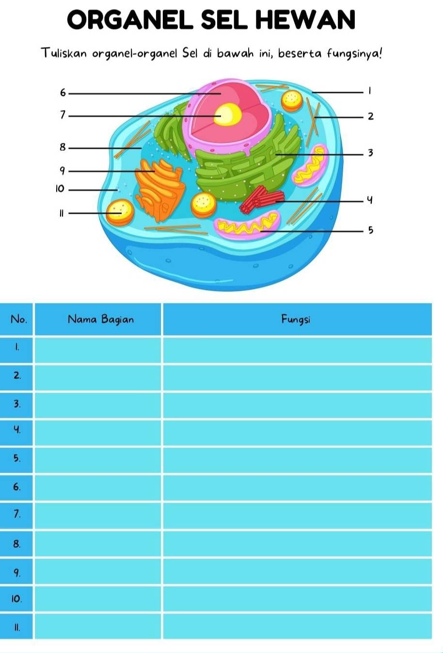 ORGANEL SEL HEWAN 
Tuliskan organel-organel Sel di bawah ini, beserta fungsinya! 
N
1
2
3
4
5
6
7
8
9
10
II