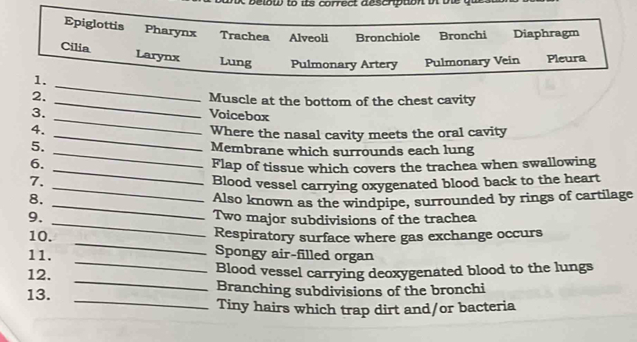 A below to its correct description i ve qu 
Epiglottis Pharynx Trachea Alveoli Bronchiole Bronchi Diaphragm 
Cilia Larynx Lung Pulmonary Artery Pulmonary Vein Pleura 
_ 
1. 
2. _Muscle at the bottom of the chest cavity 
3. _Voicebox 
4. 
_Where the nasal cavity meets the oral cavity 
5. _Membrane which surrounds each lung 
6. _Flap of tissue which covers the trachea when swallowing 
7. _Blood vessel carrying oxygenated blood back to the heart 
_ 
8. Also known as the windpipe, surrounded by rings of cartilage 
9. _Two major subdivisions of the trachea 
_ 
10. Respiratory surface where gas exchange occurs 
_ 
11. 
Spongy air-filled organ 
_ 
12. Blood vessel carrying deoxygenated blood to the lungs 
_ 
13. Branching subdivisions of the bronchi 
Tiny hairs which trap dirt and/or bacteria