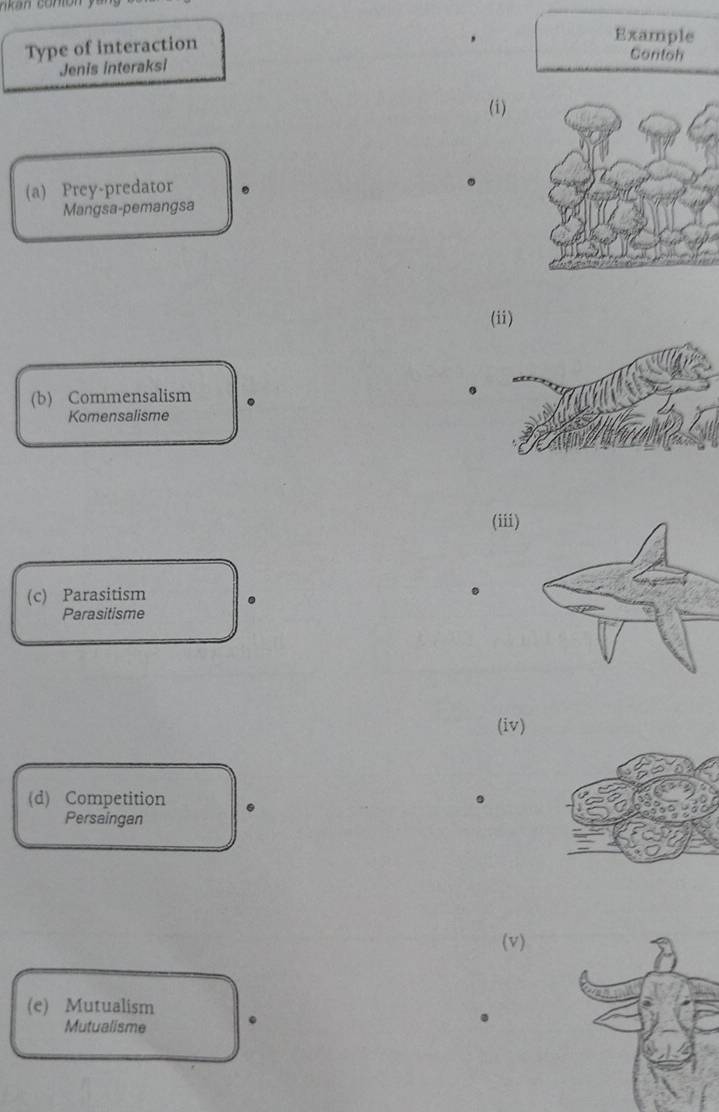 rik an co n 
Type of interaction 
Example 
Contoh 
Jenis interaksi 
(i) 
(a) Prey-predator . 
. 
Mangsa-pemangsa 
(ii) 
(b) Commensalism . 
Komensalisme 
(iii) 
(c) Parasitism . 
Parasitisme 
(iv) 
(d) Competition . 
。 
Persaingan 
(v) 
(e) Mutualism 。 
Mutualisme