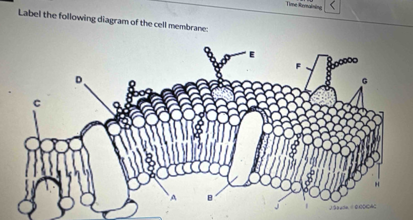 Time Remaining 
Label the following diagram of the cell membrane: