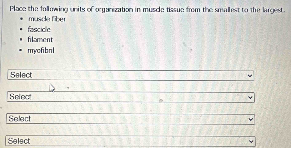 Place the following units of organization in muscle tissue from the smallest to the largest.
muscle fiber
fascicle
filament
myofibril
Select
Select
Select
Select