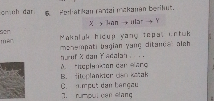 contoh dari 6. Perhatikan rantai makanan berikut.
X → ikan → ular → Y
sen
men Makhluk hidup yang tepat untuk
menempati bagian yang ditandai oleh
huruf X dan Y adalah . . . .
A. fitoplankton dan elang
B. fitoplankton dan katak
C. rumput dan bangau
D. rumput dan elang