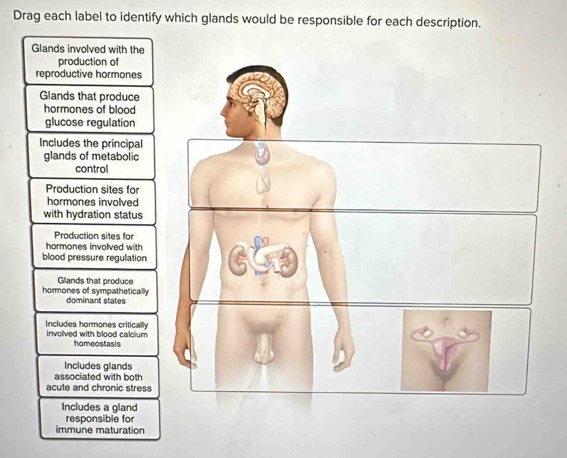 Drag each label to identify which glands would be responsible for each description. 
Glands involved with the 
production of 
reproductive hormones 
Glands that produce 
hormones of blood 
glucose regulation 
Includes the principal 
glands of metabolic 
control 
Production sites for 
hormones involved 
with hydration status 
Production sites for 
hormones involved with 
blood pressure regulation 
Glands that produce 
hormones of sympathetically 
dominant states 
Includes hormones critically 
involved with blood calcium 
homeostasis 
Includes glands 
associated with both 
acute and chronic stress 
Includes a gland 
responsible for 
immune maturation