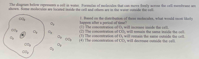 The diagram below represents a cell in water. Formulas of molecules that can move freely across the cell membrane are
shown. Some molecules are located inside the cell and others are in the water outside the cell.
1. Based on the distribution of these molecules, what would most likely
happen after a period of time?
(1) The concentration of O_2 will increase inside the cell.
(2) The concentration of CO_2 will remain the same inside the cell.
O_2 (3) The concentration of O_2 will remain the same outside the cell.
CO_2 (4) The concentration of CO_2 will decrease outside the cell.
O_2