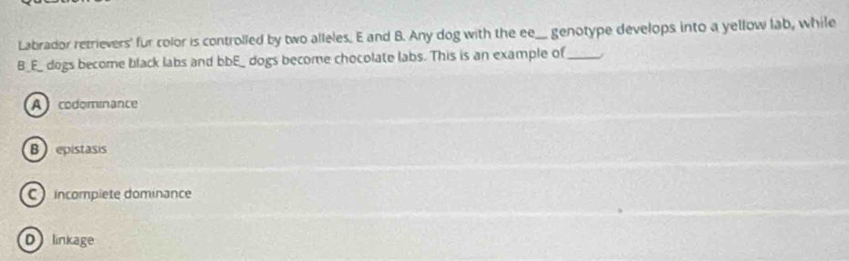 Labrador retrievers' fur color is controlled by two alleles. E and B. Any dog with the ee_ genotype develops into a yellow lab, while
B_E_ dogs become black labs and bbE_ dogs become chocolate labs. This is an example of_
A codominance
B  epistasis
C incompiete dominance
D linkage