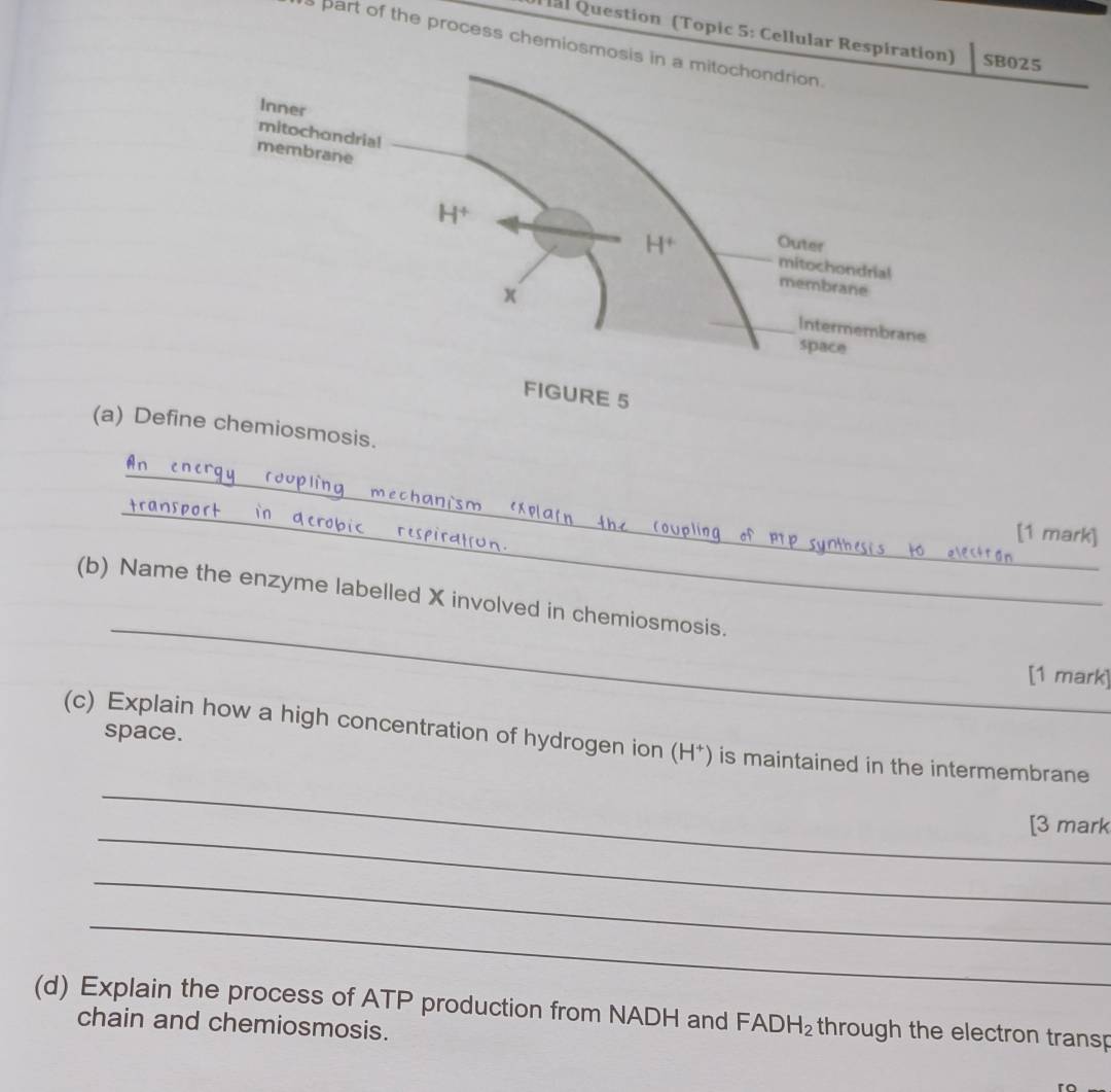 Hal Question (Topic 5: Cellular RespiraSB025
s part of the process chemiosmo
(a) Define chemiosmosis.
_
_
[1 mark]
_
(b) Name the enzyme labelled X involved in chemiosmosis.
[1 mark]
(c) Explain how a high concentration of hydrogen ion (H*) is maintained in the intermembrane_
space.
_
_
[3 mark
_
_
(d) Explain the process of ATP production from NADH and FAD H_2 a through the electron transp
chain and chemiosmosis.
