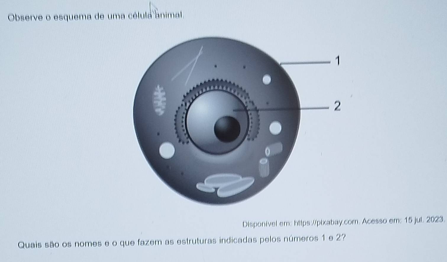 Observe o esquema de uma célula animal. 
Disponivel em: https://pixabay.com. Acesso em: 15 jul. 2023. 
Quais são os nomes e o que fazem as estruturas indicadas pelos números 1 e 2?