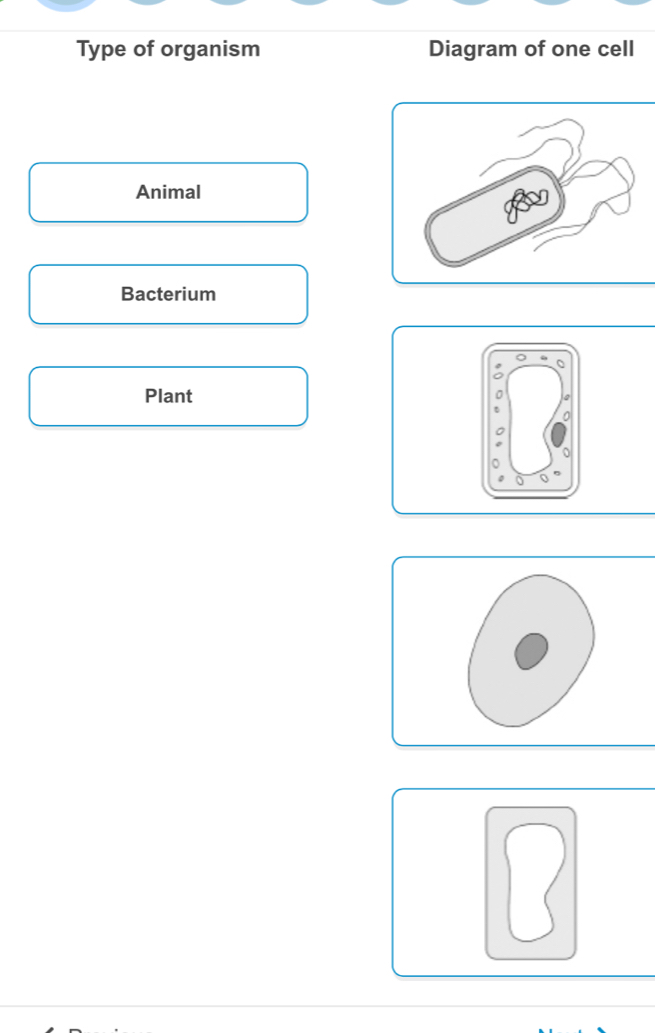 Type of organism Diagram of one cell 
Animal 
Bacterium 
: 。 
Plant 
0 
。 
o