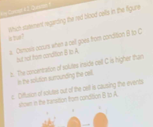 Ky Corcept 42, Questan 1
Which statement regarding the red blood cells in the figure
is true?
a. Osmosis occurs when a cell goes from condition B to C
but not from condition B to A.
b. The concentration of solutes inside cell C is higher than
In the solution surrounding the cell.
c. Diffusion of solutes out of the cell is causing the events
shown in the transition from condition B to A.