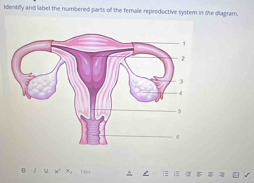 Identify and label the numbered parts of the female reproductive system in the diagram. 
B U X^2 X_2 15px A