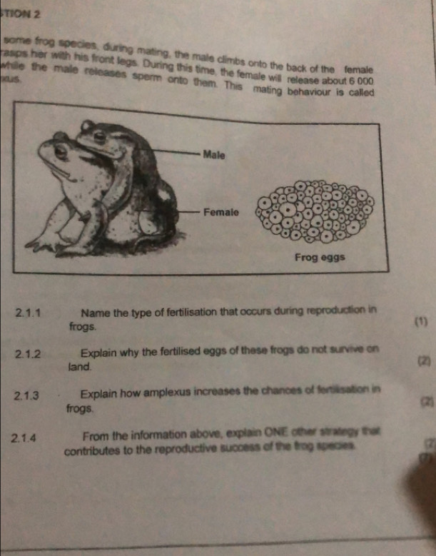 TION 2 
some frog species, during mating, the male climbs onto the back of the female 
rasps her with his front legs. During this time, the female will release about 6 000
xUS. while the male releases sperm onto them. This mating behaviour is called 
Frog eggs 
2.1.1 Name the type of fertilisation that occurs during reproduction in 
frogs. (1) 
2.1.2 Explain why the fertilised eggs of these frogs do not survive on 
land. (2) 
2.1.3 Explain how amplexus increases the chances of ferasation in (2) 
frogs. 
2.1.4 From the information above, explain ONE other strategy that 
contributes to the reproductive success of the trag species. a