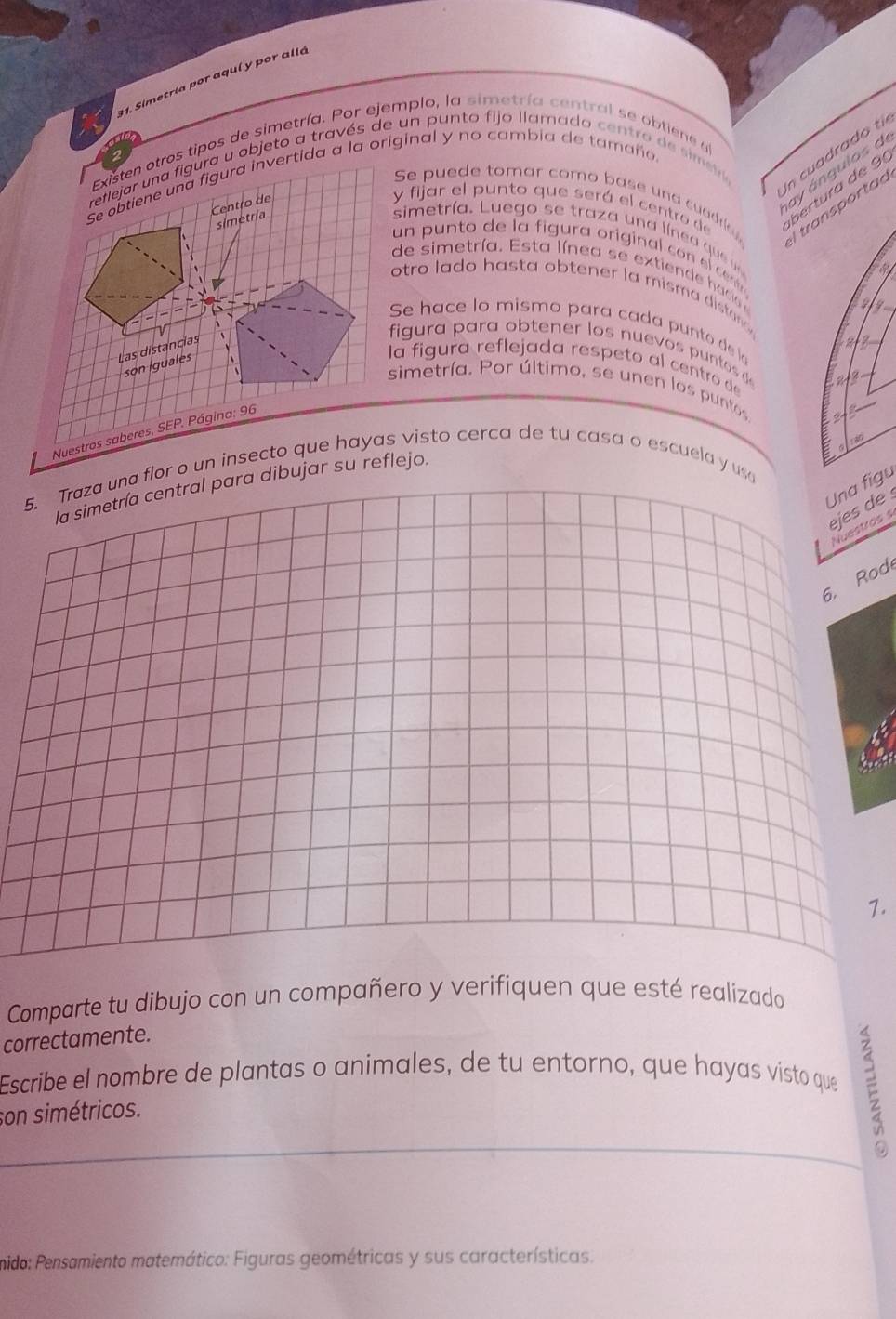 Simetría por aquí y por allá 
Existen otros tipos de simetría. Por ejemplo, la simetría central se obtiene al 
in cuadrado til 
reflejar una figura u objeto a través de un punto fijo llamado centro de simso 
Se obtiene una figura invertida a la original y no cambia de tamaño 
Se puede tomar como base una suadray transportad 
Centro de 
ay ángulos de 
y fijar el punto que será el centro de 
simetría 
ertura de 9
simetría. Luego se traza una línea u 
un pun to de la figura original co cen 
de sim etría . E s ta íne a s exti a ci 9 9 
otro lado hasta obtener la mism a dista . 
Se hace lo mismo para ca da p u nt de l 
Las distancias 
figura para obtener los nuevos p untos d 
son iguales 
la figura reflejada respeto al centr d 2
simetría. Por último, se unen los puntos 
Nuestros saberes, SEP. Página: 96
40
5. Traza una flor o un insecto que hayas visto cerca de tu casa o escuela y us 
Una figu 
la simetría central para dibujar su reflejo. 
ejes de 
Nuestros s 
6. Rod 
1. 
Comparte tu dibujo con un compañero y verifiquen que esté realizado 
correctamente. 
Escribe el nombre de plantas o animales, de tu entorno, que hayas visto que E 
son simétricos. 
mido: Pensamiento matemático: Figuras geométricas y sus características.