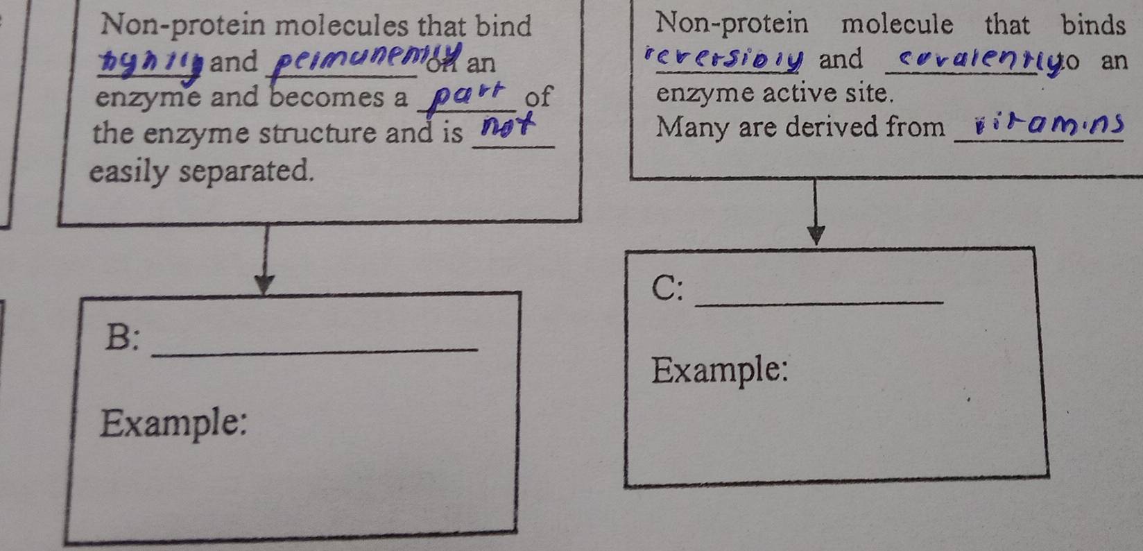 Non-protein molecules that bind Non-protein molecule that binds 
and_ han and _to an 
enzyme and becomes a_ art of enzyme active site. 
the enzyme structure and is _Many are derived from_ 
easily separated. 
C:_ 
B:_ 
Example: 
Example: