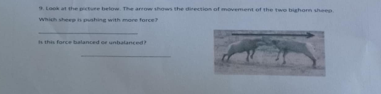 Look at the picture below. The arrow shows the direction of movement of the two bighorn sheep. 
Which sheep is pushing with more force? 
_ 
Is this force balanced or unbalanced? 
_