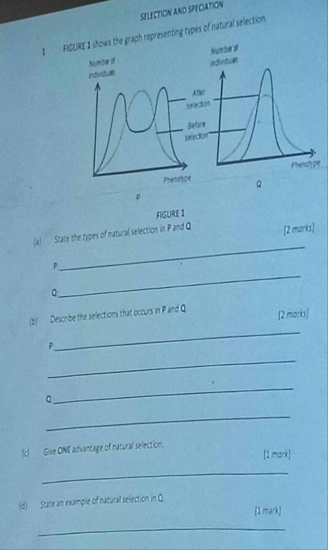 SELECTION AND SPECIATION 
1 FIGURE 1 shows the graph representing types of natural selection. 
Number of 
Number of 
individua individuals 
After 
selection 
Before 
selection 
Phenolype 
Phenolype
Q
p
FIGURE 1 
_ 
(a) State the types of natural selection in P and Q
[2 marks] 
_
P
Q
(b) Describe the selections that occurs in P and Q
[2 morks] 
_
P
_
Q
_ 
_ 
(c) Give ONE advantage of natural selection. 
[1 mark] 
_ 
(d) State an example of natural selection in Q
[1 mark] 
_