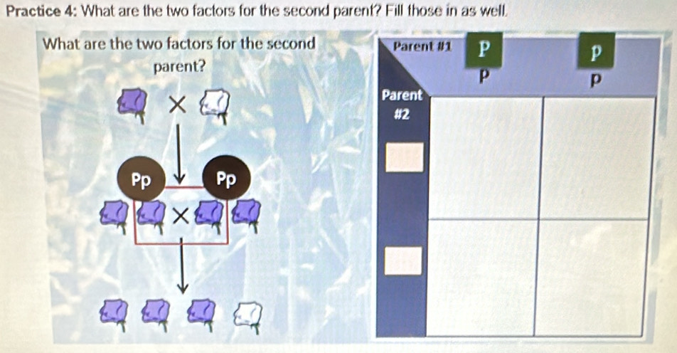 Practice 4: What are the two factors for the second parent? Fill those in as well.