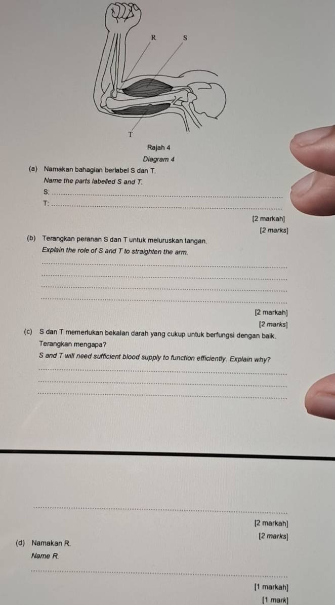 Diagram 4 
(a) Namakan bahagian berlabel S dan T. 
Name the parts labelled S and T.
S :_
T :_ 
[2 markah] 
[2 marks] 
(b) Terangkan peranan S dan T untuk meluruskan tangan. 
Explain the role of S and T to straighten the arm. 
_ 
_ 
_ 
_ 
[2 markah] 
[2 marks] 
(c) S dan T memerlukan bekalan darah yang cukup untuk berfungsi dengan baik. 
Terangkan mengapa?
S and T will need sufficient blood supply to function efficiently. Explain why? 
_ 
_ 
_ 
_ 
[2 markah] 
[2 marks] 
(d) Namakan R. 
Name R. 
_ 
[1 markah] 
[1 mark]