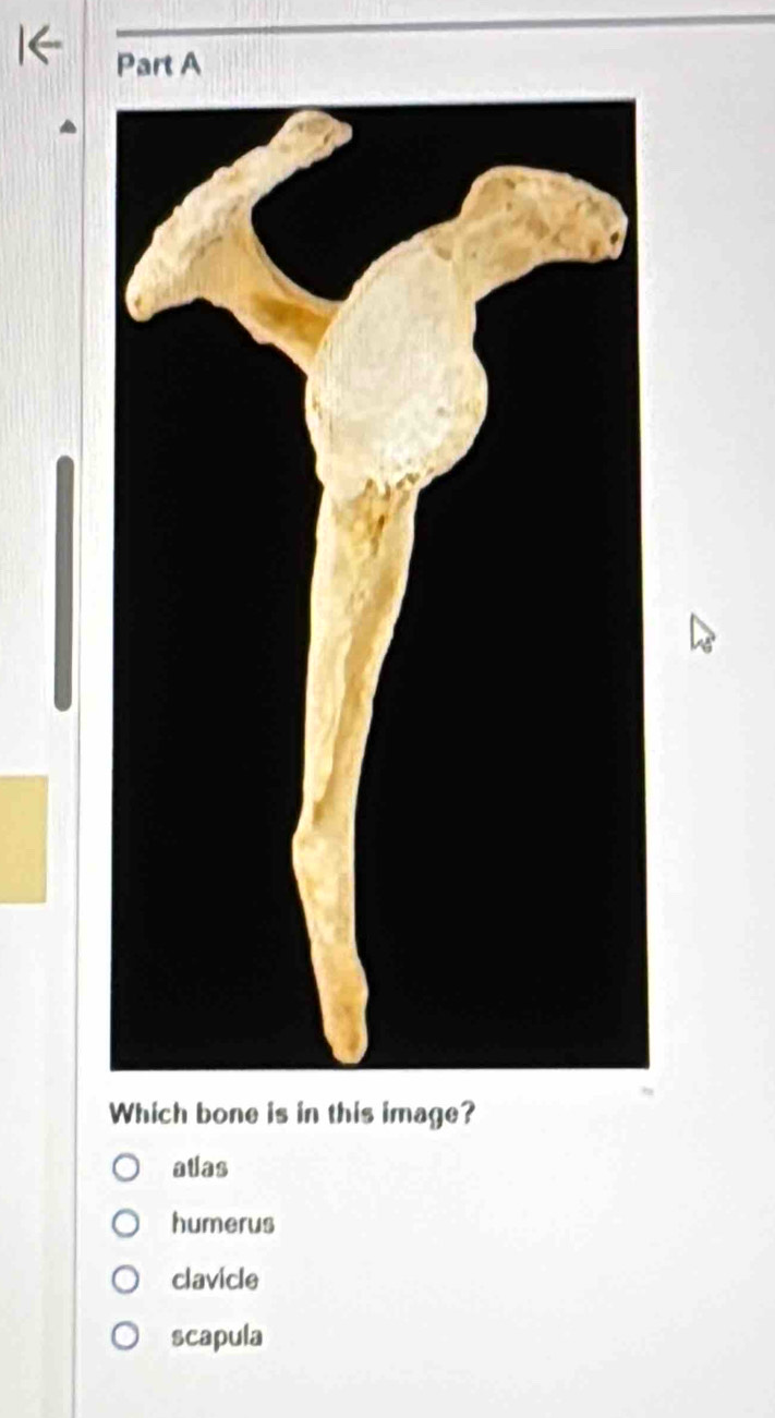 Which bone is in this image?
atas
humerus
clavicle
scapula