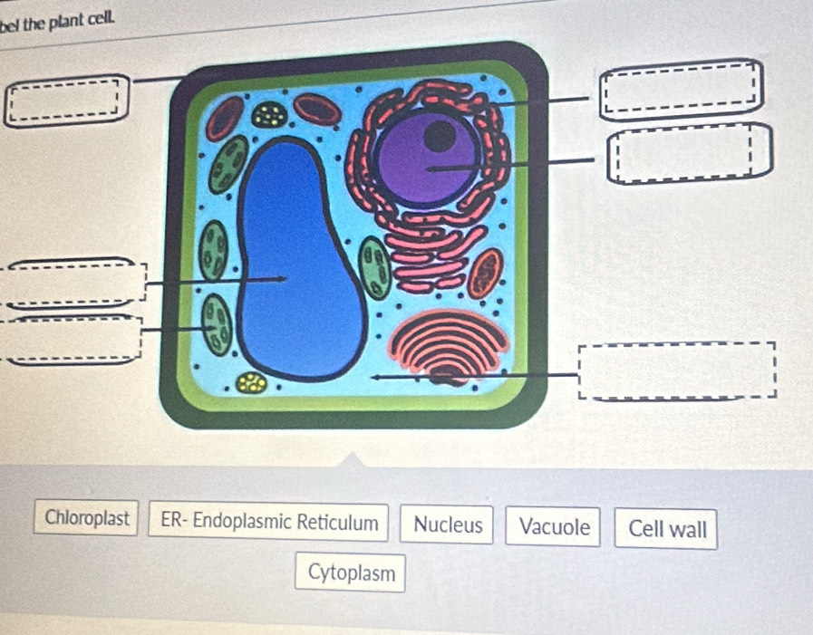 bel the plant cell.
Chloroplast ER- Endoplasmic Reticulum Nucleus Vacuole Cell wall
Cytoplasm