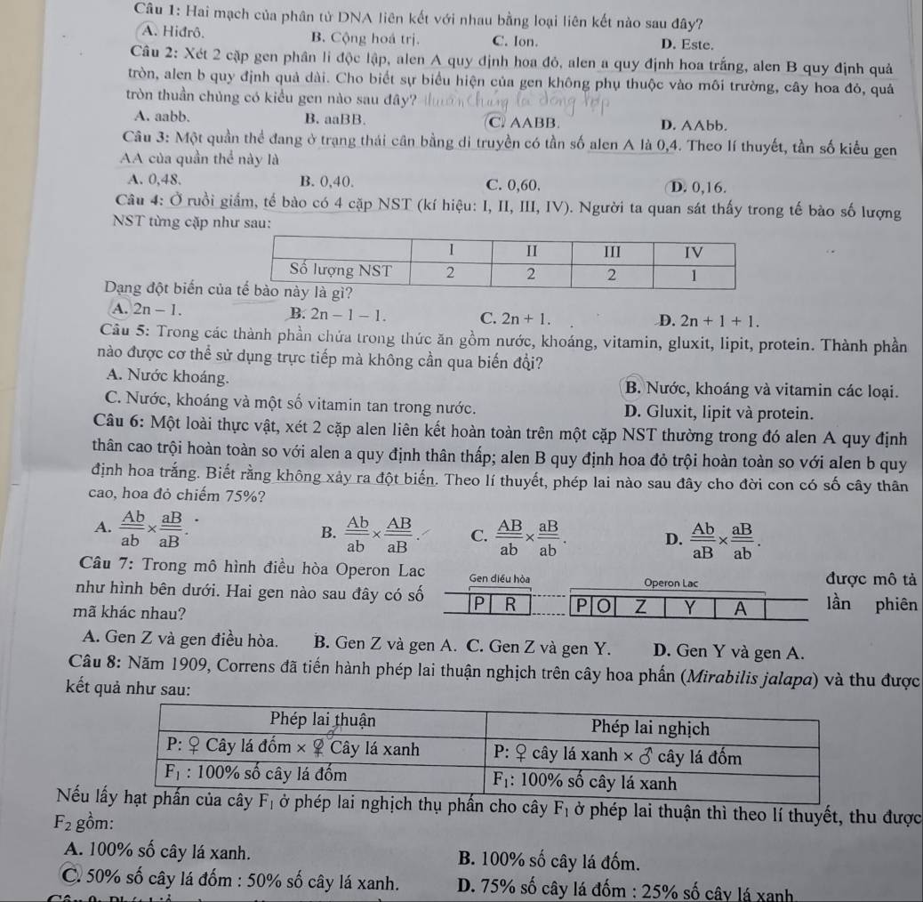 Hai mạch của phân tử DNA liên kết với nhau bằng loại liên kết nào sau đây?
A. Hidrô. B. Cộng hoá trị. C. Ion. D. Este.
Câu 2: Xét 2 cập gen phân li độc lập, alen A quy định hoa đỏ, alen a quy định hoa trắng, alen B quy định quả
tròn, alen b quy định quả dài. Cho biết sự biểu hiện của gen không phụ thuộc vào môi trường, cây hoa đỏ, quả
tròn thuần chủng có kiểu gen nào sau đây?
A. aabb. B. aaBB. C. AABB. D. AAbb.
Câu 3: Một quần thể đang ở trạng thái cân bằng di truyền có tần số alen A là 0,4. Theo lí thuyết, tần số kiểu gen
AA của quần thể này là
A. 0,48. B. 0,40. C. 0,60. D. 0,16.
Câu 4: Ở ruồi giấm, tế bào có 4 cặp NST (kí hiệu: I, II, III, IV). Người ta quan sát thấy trong tế bào số lượng
NST từng cặp như sau:
Dạng đột biến củ
A. 2n-1.
B. 2n-1-1. C. 2n+1. D. 2n+1+1.
Câu 5: Trong các thành phần chứa trong thức ăn gồm nước, khoáng, vitamin, gluxit, lipit, protein. Thành phần
nào được cơ thể sử dụng trực tiếp mà không cần qua biến đổi?
A. Nước khoáng. B. Nước, khoáng và vitamin các loại.
C. Nước, khoáng và một số vitamin tan trong nước. D. Gluxit, lipit và protein.
Câu 6: Một loài thực vật, xét 2 cặp alen liên kết hoàn toàn trên một cặp NST thường trong đó alen A quy định
thân cao trội hoàn toàn so với alen a quy định thân thấp; alen B quy định hoa đỏ trội hoàn toàn so với alen b quy
định hoa trắng. Biết rằng không xảy ra đột biến. Theo lí thuyết, phép lai nào sau đây cho đời con có số cây thân
cao, hoa đỏ chiếm 75%?
A. frac _ Abab* frac _ aBaB..
B.  Ab/ab *  AB/aB . C.  AB/ab *  aB/ab . frac _ AbaB* frac _ aBab.
D.
Câu 7: Trong mô hình điều hòa Operon Lac Gen điều hòa Operon Lac được mô tả
như hình bên dưới. Hai gen nào sau đây có số P R P Z Y A lần phiên
mã khác nhau?
A. Gen Z và gen điều hòa. B. Gen Z và gen A. C. Gen Z và gen Y. D. Gen Y và gen A.
Câu 8: Năm 1909, Correns đã tiến hành phép lai thuận nghịch trên cây hoa phần (Mirabilis jalapa) và thu được
kết quả như sau:
Nếu a cây F_1 ở phép lai nghịch thụ phần cho cây F_1 ở phép lai thuận thì theo lí thuyết, thu được
F_2 gồm:
A. 100% số cây lá xanh. B. 100% số cây lá đốm.
C. 50% số cây lá đốm : 50% số cây lá xanh.  D. 75% số cây lá đốm : 25% số cây lá xanh