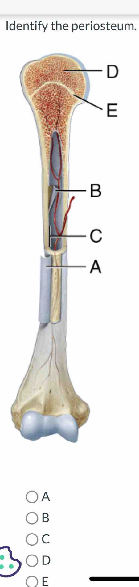 Identify the periosteum.
A
B
C
D
E