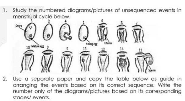 Study the numbered diagrams/pictures of unsequenced events in 
menstrual cycle below. 
2. Use a separate paper and copy the table below as guide in 
arranging the events based on its correct sequence. Write the 
number only of the diagrams/pictures based on its corresponding 
staaes/ events.