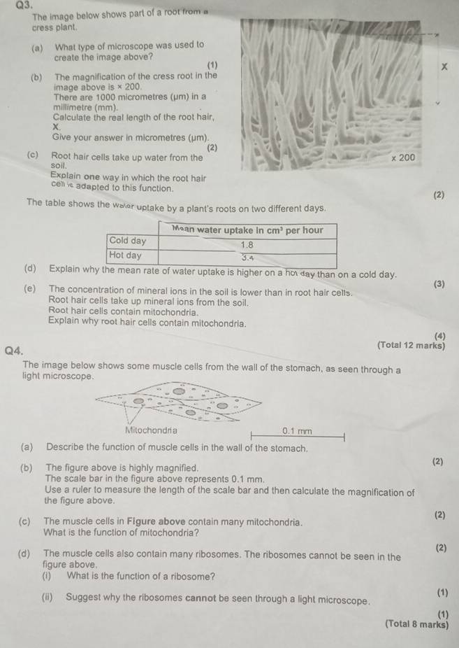 The image below shows parl of a root from a
cress plant.
(a) What type of microscope was used to
create the image above?
(1)
(b) The magnification of the cress root in the
image above is* 200.
There are 1000 micrometres (μm) in a
millimetre (mm).
Calculate the real length of the root hair,
X.
Give your answer in micrometres (μm).
(2)
(c) Root hair cells take up water from the
soil.
Explain one way in which the root hair
cel i adapted to this function.
(2)
The table shows the weer uptake by a plant's roots on two different days.
(d) Explain why the mean rate of water uptake is higher on a ho day than on a cold day. (3)
(e) The concentration of mineral ions in the soil is lower than in root hair cells.
Root hair cells take up mineral ions from the soil.
Root hair cells contain mitochondria.
Explain why root hair cells contain mitochondria.
(4)
Q4.
(Total 12 marks)
The image below shows some muscle cells from the wall of the stomach, as seen through a
light microscope.
Milochondria 0.1 mm
(a) Describe the function of muscle cells in the wall of the stomach.
(b) The figure above is highly magnified. (2)
The scale bar in the figure above represents 0.1 mm.
Use a ruler to measure the length of the scale bar and then calculate the magnification of
the figure above.
(c) The muscle cells in Figure above contain many mitochondria. (2)
What is the function of mitochondria?
(d) The muscle cells also contain many ribosomes. The ribosomes cannot be seen in the (2)
figure above.
(i) What is the function of a ribosome?
(1)
(ii) Suggest why the ribosomes cannot be seen through a light microscope.
(1)
(Total 8 marks)