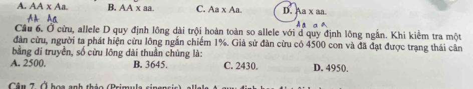 A. AA x Aa. B. AA x aa. C. Aa x Aa. D. Aa x aa.
Câu 6. Ở cừu, allele D quy định lông dài trội hoàn toàn so allele với d quy định lông ngắn. Khi kiềm tra một
dàn cừu, người ta phát hiện cừu lông ngắn chiếm 1%. Giả sử đàn cừu có 4500 con và đã đạt được trạng thái cân
bằng di truyền, số cừu lông dài thuần chủng là:
A. 2500. B. 3645. C. 2430. D. 4950.
Câu 7. Ở hoa anh thảo (Primula sinensis)