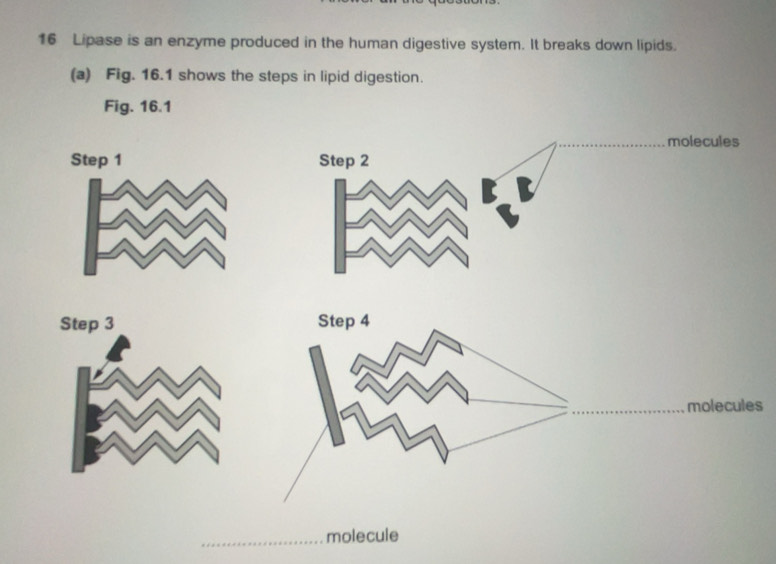 Solved: Lipase is an enzyme produced in the human digestive system. It ...