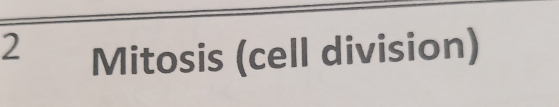 Mitosis (cell division)