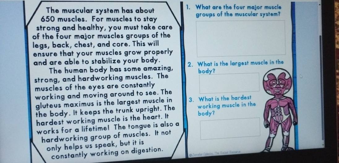 Solved: The muscular system has about 1. What are the four major muscle ...