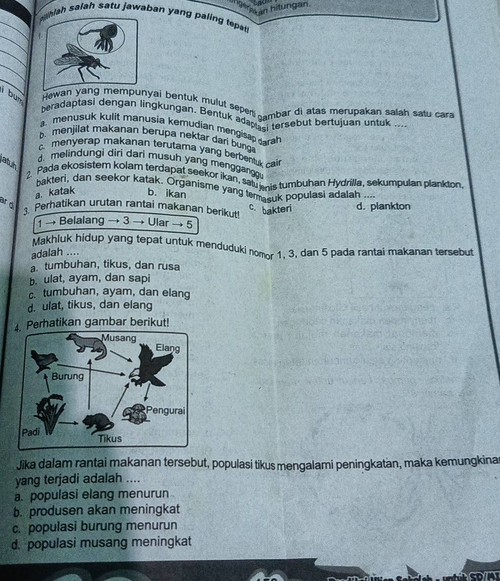 angerjakan hitungan
hlah salah satu jawaban yang paling tepat
i bum
Hewan yang mempunyai bentuk mulut seperti gambar di atas merupakan salah satu cara
beradaptasi dengan lingkungan. Bentuk adaptasi tersebut bertujuan untuk
a. menusuk kulit manusia kemudian mengisap darah
b. menjilat makanan berupa nektar dari bunga
c. menyerap makanan terutama yang berbentuk cair
atuh
d. melindungi diri dari musuh yang mengganggu
2. Pada ekosistem kolam terdapat seekor ikan, satu nis tumbuhan Hydrilla, sekumpulan plankton,
bakteri, dan seekor katak. Organisme yang termasuk populasi adalah ....
a. katak b. ikan
ar d
3. Perhatikan urutan rantai makanan berikut! c. bakteri d. plankton
1 → Belalang → 3 → Ular → 5
Makhluk hidup yang tepat untuk menduduki nomor 1, 3, dan 5 pada rantai makanan tersebut
adalah ....
a. tumbuhan, tikus, dan rusa
b. ulat, ayam, dan sapi
c.tumbuhan, ayam, dan elang
d. ulat, tikus, dan elang
4. Perhatikan gambar berikut!
Jika dalam rantai makanan tersebut, populasi tikus mengalami peningkatan, maka kemungkina
yang terjadi adalah ....
a. populasi elang menurun
b. produsen akan meningkat
c. populasi burung menurun
d. populasi musang meningkat
A