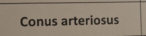 Conus arteriosus