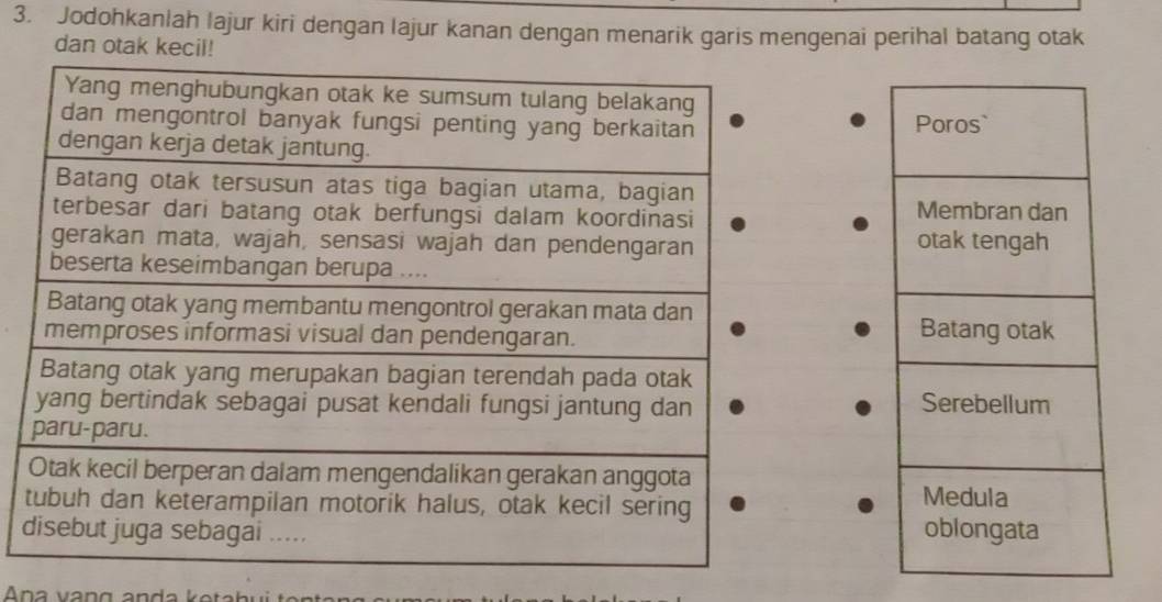 Jodohkanlah lajur kiri dengan lajur kanan dengan menarik garis mengenai perihal batang otak 
dan otak kecil!