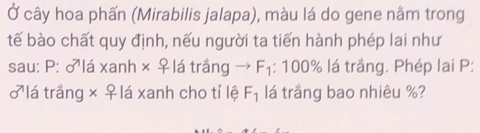 Ở cây hoa phấn (Mirabilis jalapa), màu lá do gene nằm trong 
tế bào chất quy định, nếu người ta tiến hành phép lai như 
sau: P: ♂lá xanh × ♀lá trắng F_1 : 100% lá trắng. Phép lai P: 
♂ lá trắng × ♀ lá xanh cho tỉ lệ F_1 lá trắng bao nhiêu %?