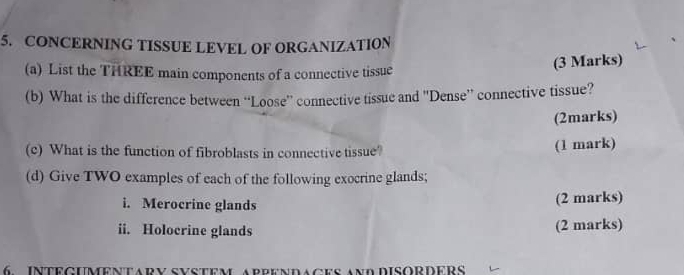 CONCERNING TISSUE LEVEL OF ORGANIZATION 
(a) List the THREE main components of a connective tissue (3 Marks) 
(b) What is the difference between “Loose” connective tissue and “Dense” connective tissue? 
(2marks) 
(c) What is the function of fibroblasts in connective tissue? 
(1 mark) 
(d) Give TWO examples of each of the following exocrine glands; 
i. Merocrine glands 
(2 marks) 
ii. Holocrine glands (2 marks) 
6 INTECUMENTARV SVSTEM ABBENDAGES ANd DISORDERS