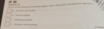 Which of the following structures plays a role in the body's temperature regulation? à
A - Arrector pili muscle
B - Dermal papilia
C - Sebaceous gland
D - Sensory nerve ending (1 mark)