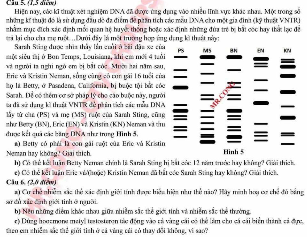 (1,5 điểm)
Hiện nay, các kĩ thuật xét nghiệm DNA đã được ứng dụng vào nhiều lĩnh vực khác nhau. Một trong số
những kĩ thuật đó là sử dụng đầu dò đa điểm để phân tích các mẫu DNA cho một gia đình (kỹ thuật VNTR)
nhằm mục đích xác định mối quan hệ huyết thống hoặc xác định những đứa trẻ bị bắt cóc hay thất lạc đề
trả lại cho cha mẹ ruột..Dưới đây là một trường hợp ứng dụng kĩ thuật này:
Sarah Sting được nhìn thấy lần cuối ở bãi đậu xe của PS MS BN EN KN
một siêu thị ở Bon Temps, Louisiana, khi em mới 4 tuổi
và người ta nghi ngờ em bị bắt cóc. Mười hai năm sau,
Eric và Kristin Neman, sống cùng cô con gái 16 tuổi của
họ là Betty, ở Pasadena, California, bị buộc tội bắt cóc
Sarah. Để có thêm cơ sở pháp lý cho cáo buộc này, người
ta đã sử dụng kĩ thuật VNTR để phân tích các mẫu DNA
lấy từ cha (PS) và mẹ (MS) ruột của Sarah Sting, cũng
như Betty (BN), Eric (EN) và Kristin (KN) Neman và thu
được kết quả các băng DNA như trong Hình 5.
a) Betty có phải là con gái ruột của Eric và Kristin
Neman hay không? Giải thích.
Hình 5
b) Có thể kết luận Betty Neman chính là Sarah Sting bị bắt cóc 12 năm trước hay không? Giải thích.
c) Có thể kết luận Eric và/(hoặc) Kristin Neman đã bắt cóc Sarah Sting hay không? Giải thích.
Câu 6. (2,0 điểm)
a) Cơ chế nhiễm sắc thể xác định giới tính được biểu hiện như thế nào? Hãy minh hoạ cơ chế đó bằng
sơ đồ xác định giới tính ở người.
b) Nêu những điểm khác nhau giữa nhiễm sắc thể giới tính và nhiễm sắc thể thường.
c) Dùng hoocmone metyl testosteron tác động vào cá vàng cái có thể làm cho cá cái biển thành cá đực,
theo em nhiễm sắc thể giới tính ở cá vàng cái có thay đổi không, vì sao?