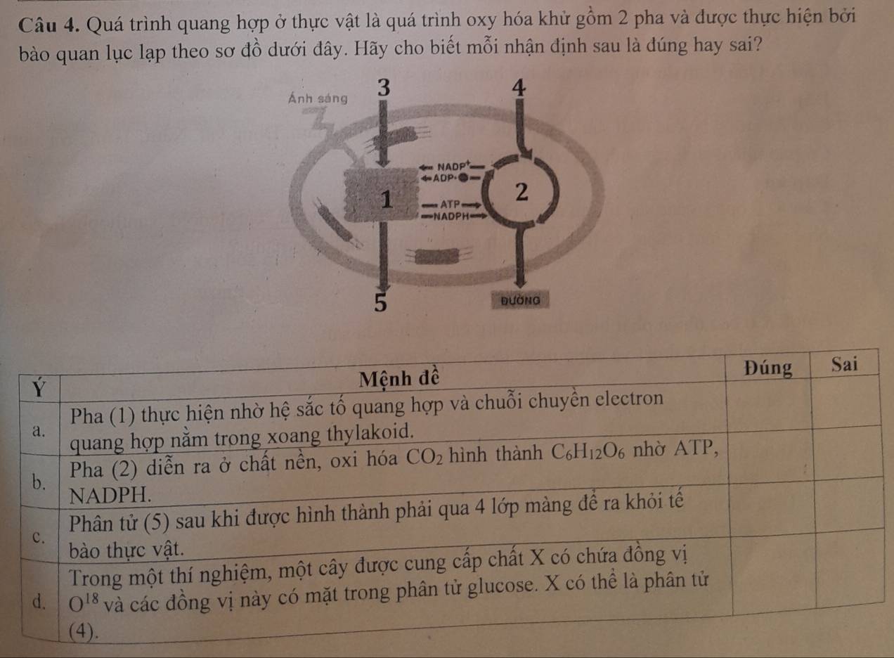 Quá trình quang hợp ở thực vật là quá trình oxy hóa khử gồm 2 pha và được thực hiện bởi
bào quan lục lạp theo sơ đồ dưới đây. Hãy cho biết mỗi nhận định sau là đúng hay sai?