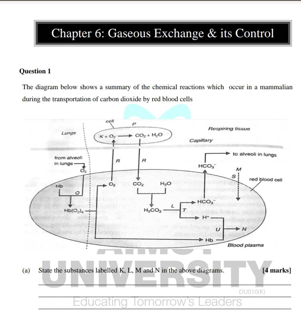 Chapter 6: Gaseous Exchange & its Control
Question 1
The diagram below shows a summary of the chemical reactions which occur in a mammalian
during the transportation of carbon dioxide by red blood cells
(a) State the substances labelled K, L, M and N in the above diagrams. [4 marks]
DU010(K)
Educating Tomorrow's Leaders