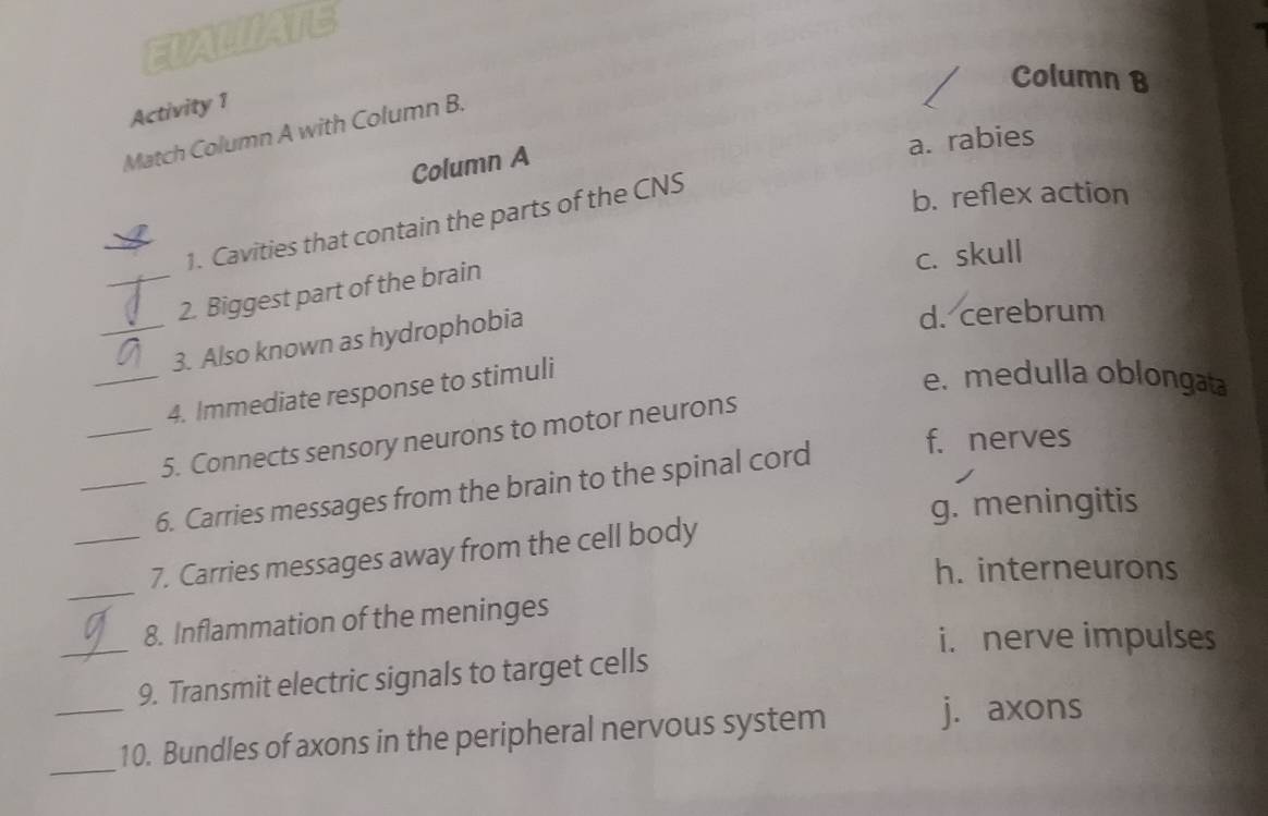 EVALIIATE
Column B
Activity 1
Match Column A with Column B.
a. rabies
Column A
_
1. Cavities that contain the parts of the CNS
b. reflex action
c. skull
_2. Biggest part of the brain
_3. Also known as hydrophobia
d. cerebrum
_4. Immediate response to stimuli
e. medulla oblongat
_5. Connects sensory neurons to motor neurons
_6. Carries messages from the brain to the spinal cord
f. nerves
g. meningitis
_
_7. Carries messages away from the cell body
h. interneurons
_
8. Inflammation of the meninges
i. nerve impulses
9. Transmit electric signals to target cells
_
_10. Bundles of axons in the peripheral nervous system j. axons