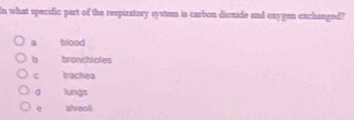 In what specific part of the respiratory system is carbon dioxide and oxygen exchanged?
blood
b bronchioles
C trachea
a lungs
alveoli