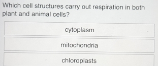 Which cell structures carry out respiration in both
plant and animal cells?
cytoplasm
mitochondria
chloroplasts