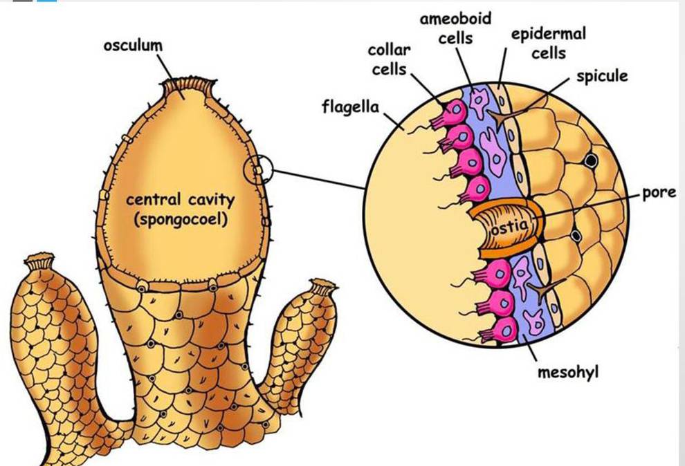 ameoboid 
pore