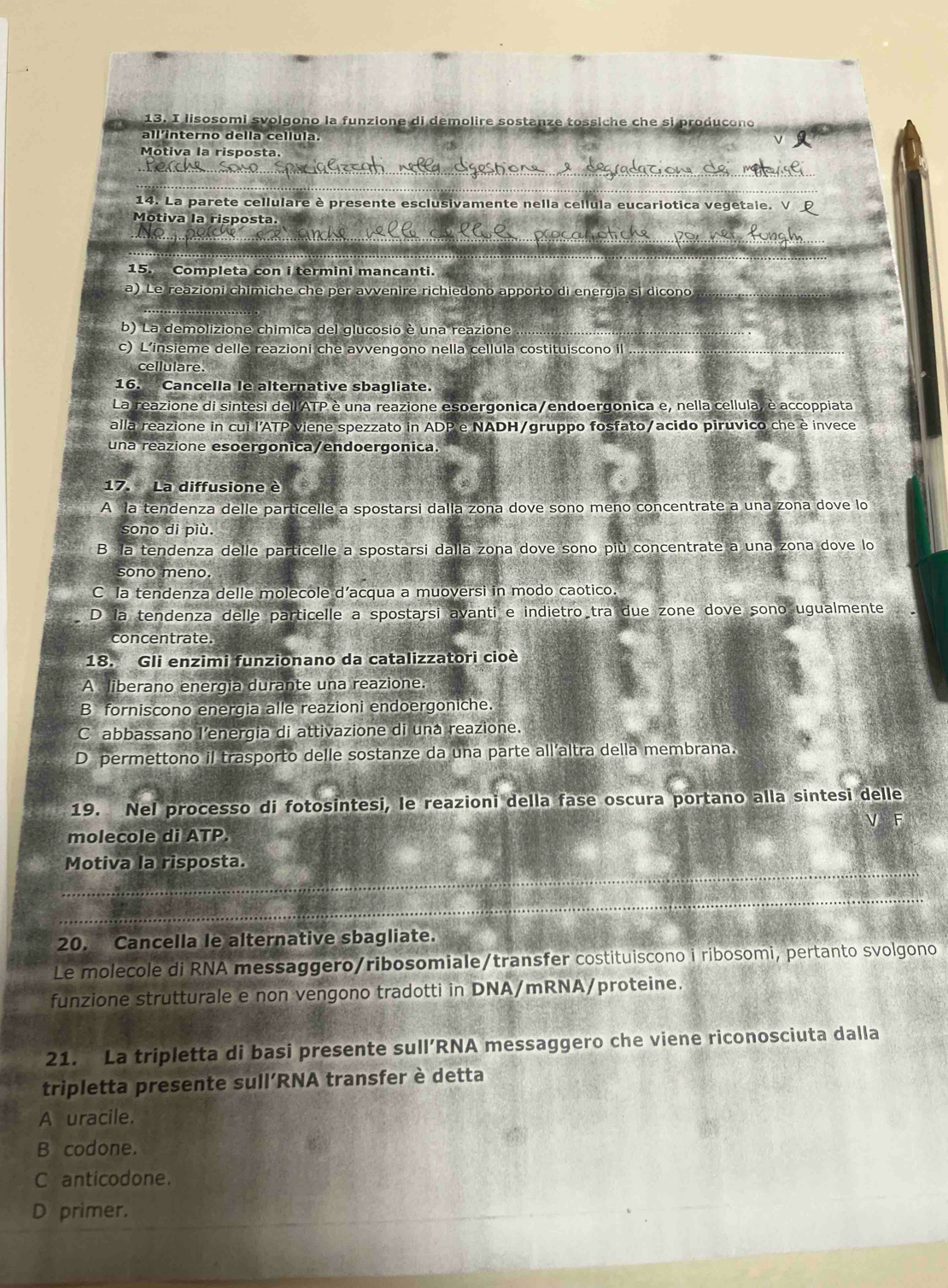 lisosomi svolgono la funzione di demolire sostanze tossiche che si produçono
all’interno della cellula.
Mótiva la risposta
te
_
14. La parete cellulare è presente esclusivamente nella cellula eucariotica vegetale.
Motiva la risposta.
_
15. Completa con i termini mancanti.
a) Le reazioni chimiche che per avvenire richiedono apporto di energia si dicono
b) La demolizione chimica del glucosio è una reazione
c) L'insieme delle reazioni che avvengono nella cellula costituiscono il .......................
cellulare
16. Cancella le alternative sbagliate.
La reazione di sintesi dell ATP è una reazione esoergonica/endoergonica e, nella cellula, è accoppiata
alla reazione in cui l'ATP viene spezzato in ADP e NADH/gruppo fosfato/acido piruvico che è invece
una reazione esoergonica/endoergonica.
17. La diffusione è
A la tendenza delle particelle a spostarsi dalla zona dove sono meno concentrate a una zona dove lo
sono di più.
B la tendenza delle particelle a spostarsi dalla zona dove sono più concentrate a una zona dove lo
sono meno.
C la tendenza delle molecole d’acqua a muoversi in modo caotico
D la tendenza delle particelle a spostarsi avanti e indietro tra due zone dove sono ugualmente
concentrate.
18. Gli enzimi funzionano da catalizzatori cioè
A liberano energia durante una reazione.
B forniscono energia alle reazioni endoergoniche.
C abbassano l’energia di attivazione di una reazione.
D permettono il trasporto delle sostanze da una parte all’altra della membrana.
19. Nel processo di fotosintesi, le reazioni della fase oscura portano alla sintesi delle
molecole di ATP.
Motiva la risposta.
20. Cancella le alternative sbagliate.
Le molecole di RNA messaggero/ribosomiale/transfer costituiscono i ribosomi, pertanto svolgono
funzione strutturale e non vengono tradotti in DNA/mRNA/proteine.
21. La tripletta di basi presente sull’RNA messaggero che viene riconosciuta dalla
tripletta presente sull’RNA transfer è detta
A uracile.
B codone.
C anticodone.
D primer.